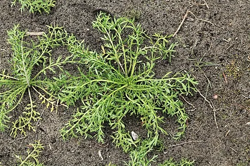 maca root for male performance